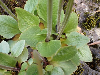 Micranthes integrifolia, photographed by Shane Johnson