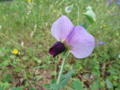 Lathyrus oleraceus, photographed by Marco Mussita