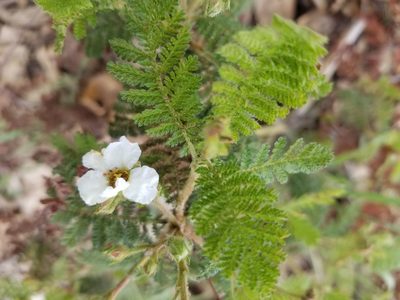 Chamaebatia foliolosa, photographed by Jonathan Curley