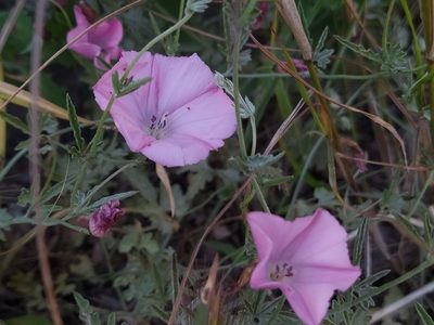 Convolvulus althaeoides, photographed by Vasileia Sef