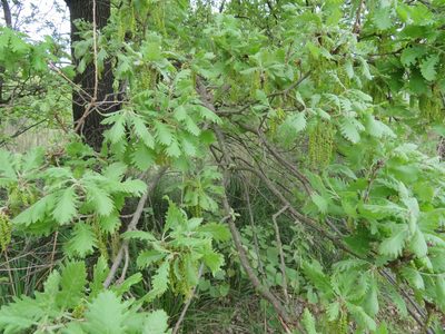 Quercus pubescens, photographed by Marco Mussita
