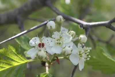 Crataegus submollis, photographed by Étienne Lacroix-Carignan