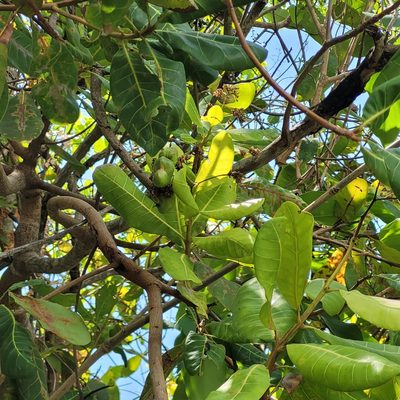 Anacardium occidentale, photographed by Maria Janeiro