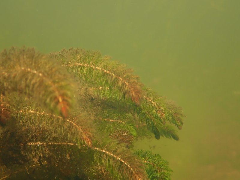 Myriophyllum alterniflorum, photographed by Rob Foster