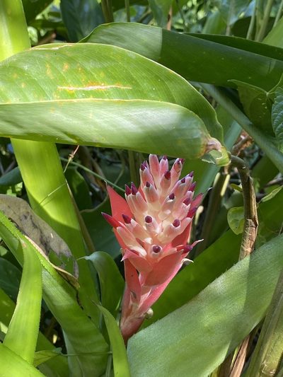 Billbergia pyramidalis, photographed by Thomas Dreux