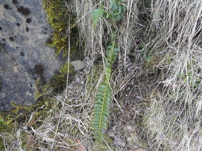 Polystichum lonchitis, photographed by Bastien Alegot