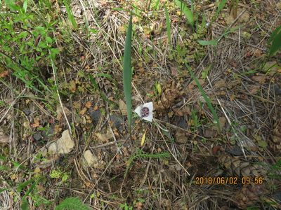 Calochortus elegans, photographed by Steve Wells