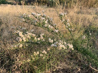 Erigeron bonariensis, photographed by Dave Richardson