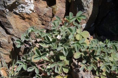 Potentilla micrantha, photographed by Olivier Argagnon