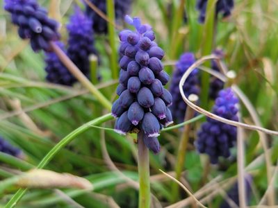 Muscari neglectum, photographed by Elias