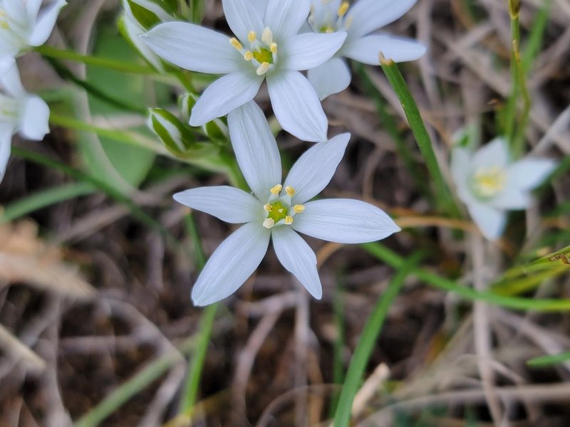 Ornithogalum orthophyllum, photographed by Elias