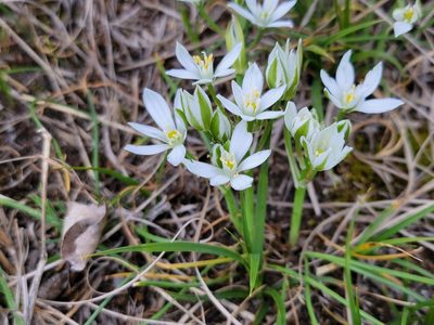 Ornithogalum orthophyllum, photographed by Elias