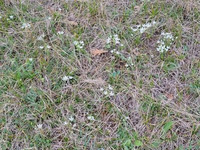 Ornithogalum orthophyllum, photographed by Elias