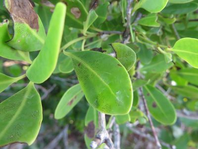 Guapira discolor, photographed by Ben Machado