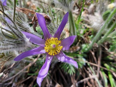 Pulsatilla grandis, photographed by Elias