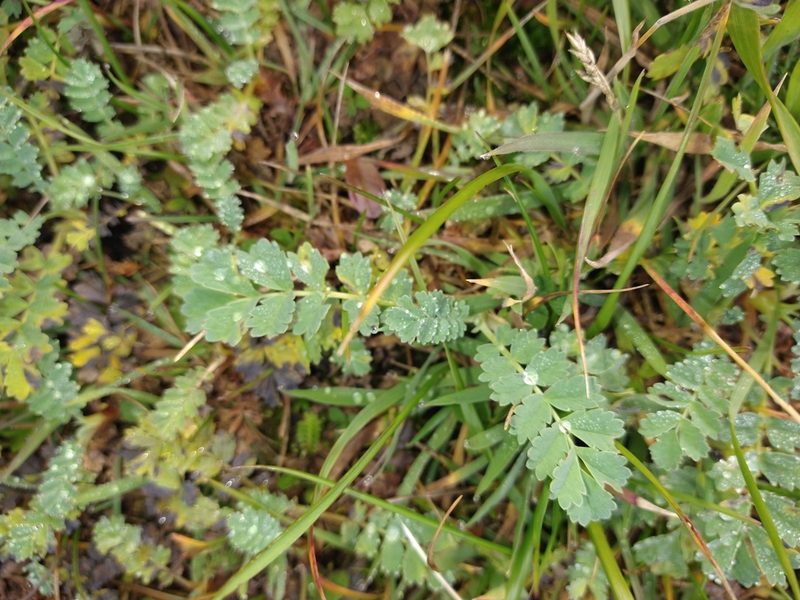 Acaena magellanica, photographed by Pablo