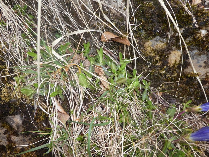 Gentiana occidentalis, photographed by Bastien Alegot