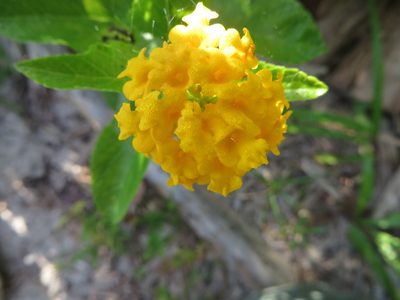 Lantana depressa, photographed by Ben Machado