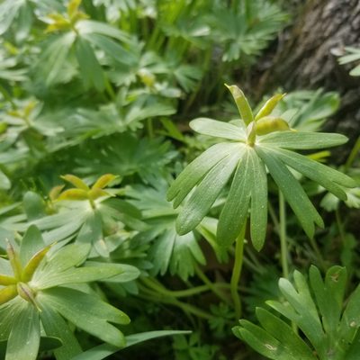 Eranthis hyemalis, photographed by Jack