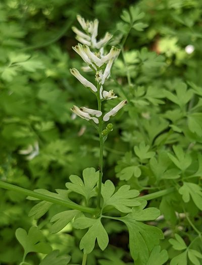 Fumaria judaica, photographed by Denis Otkydach