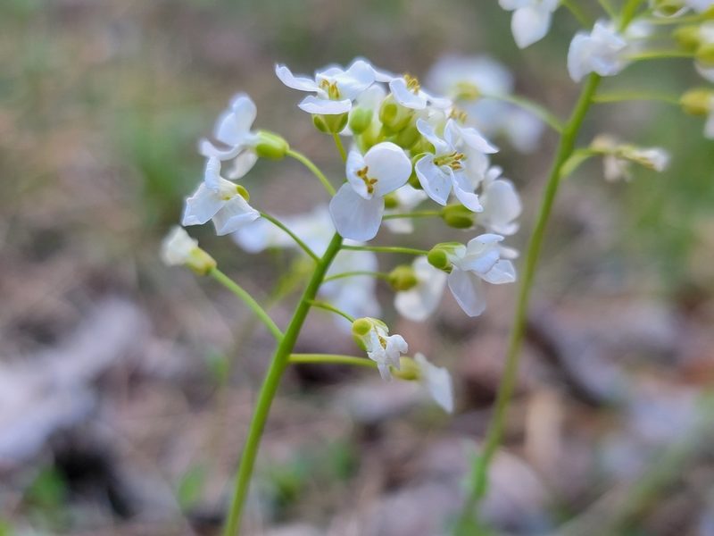 Noccaea montana, photographed by Elias