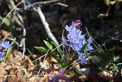 Scilla bifolia, photographed by Olivier Argagnon