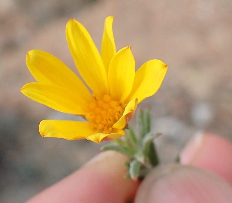 Gibbaria scabra, photographed by Peter Warren