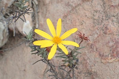 Gibbaria scabra, photographed by Peter Warren