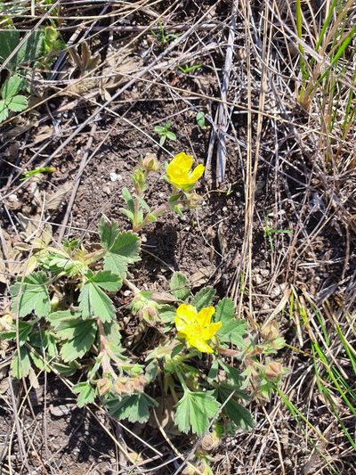 Potentilla glaucescens, photographed by Анна Митрошенкова