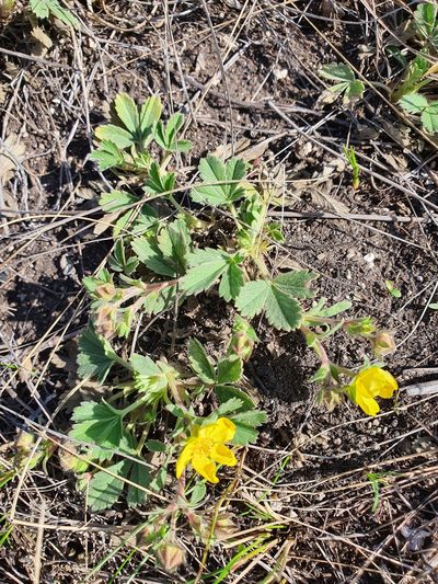 Potentilla glaucescens, photographed by Анна Митрошенкова
