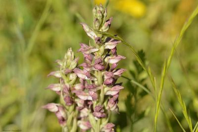 Anacamptis coriophora, photographed by Mourad Harzallah