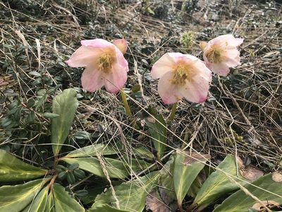 Helleborus niger, photographed by Lukas Zangl