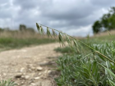 Bouteloua rigidiseta, photographed by Craig Hensley