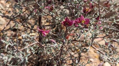 Krameria erecta, photographed by Zoe O.