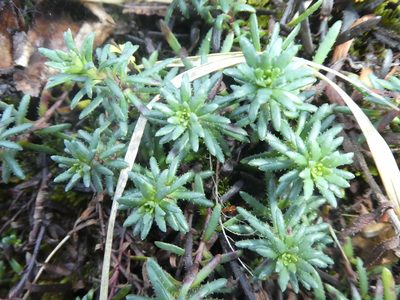 Saxifraga aizoides, photographed by Bastien Alegot