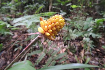 Aechmea calyculata, photographed by William G. Borges