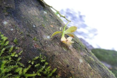 Epidendrum cristatum, photographed by William G. Borges