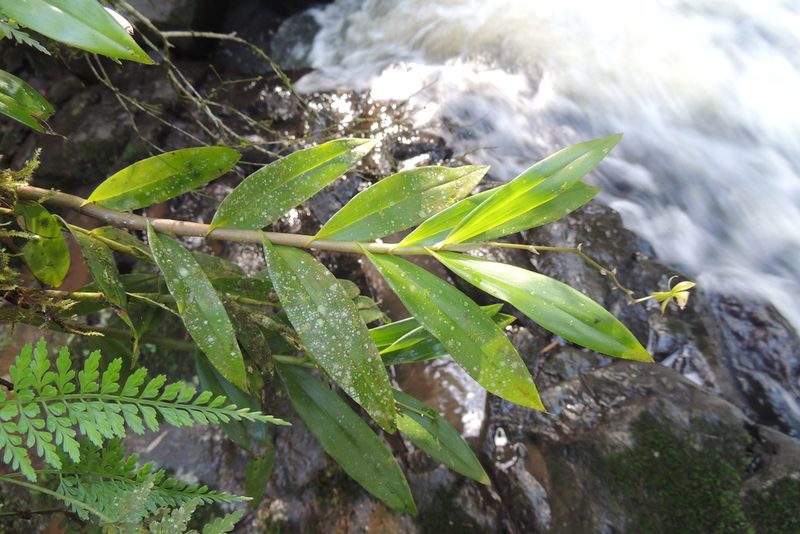 Epidendrum cristatum, photographed by William G. Borges