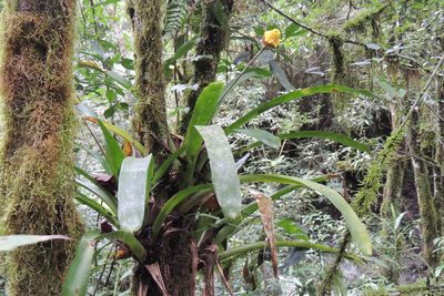 Aechmea calyculata