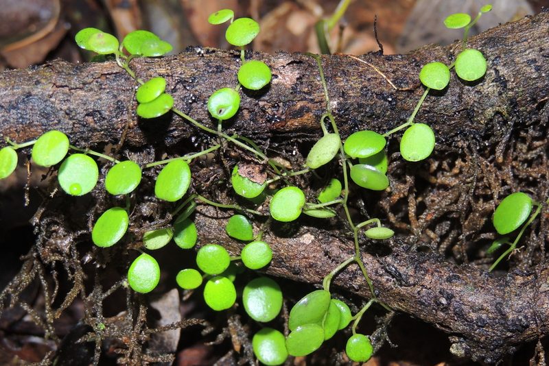 Peperomia rotundifolia, photographed by William G. Borges