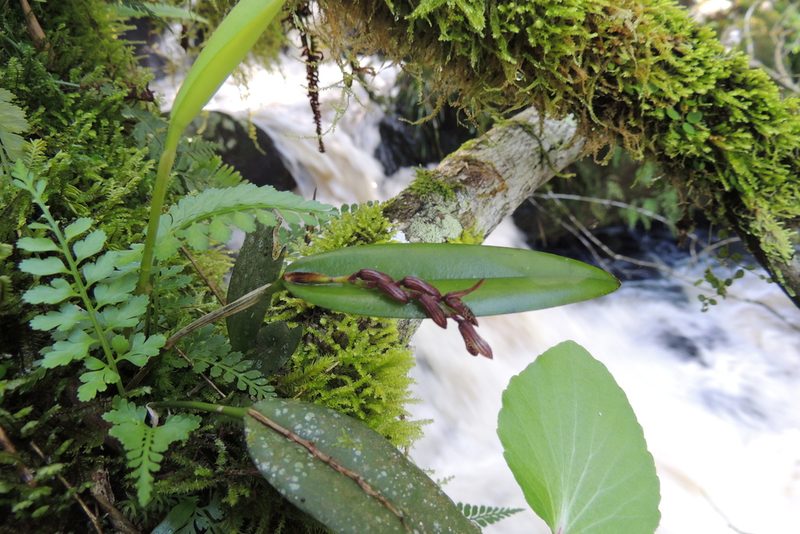 Acianthera pubescens, photographed by William G. Borges