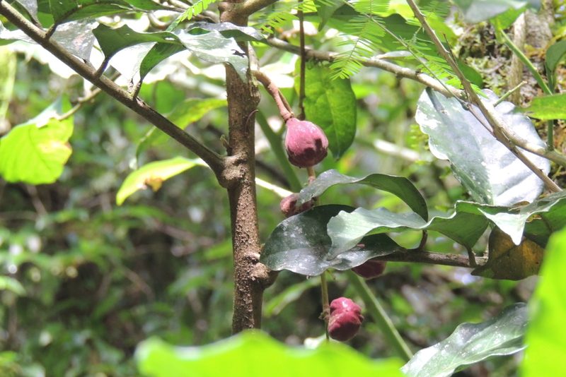 Guarea macrophylla, photographed by William G. Borges