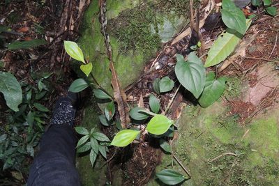 Spathicarpa hastifolia, photographed by William G. Borges