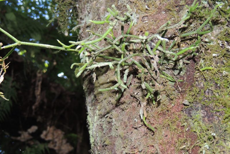 Rhipsalis teres, photographed by William G. Borges