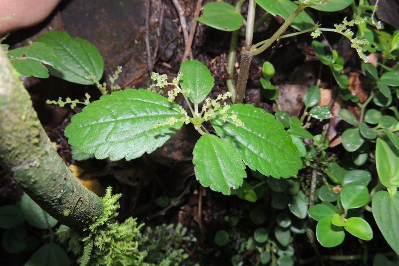 Pilea pubescens, photographed by William G. Borges