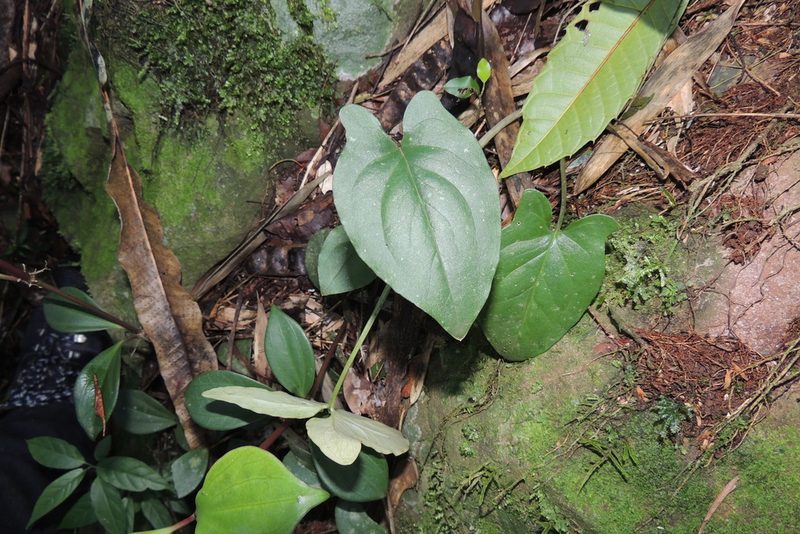 Spathicarpa hastifolia, photographed by William G. Borges