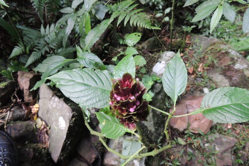 Justicia carnea, photographed by William G. Borges