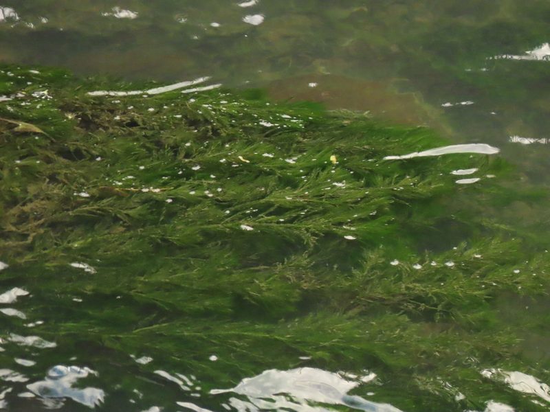Myriophyllum spicatum, photographed by chiuluan