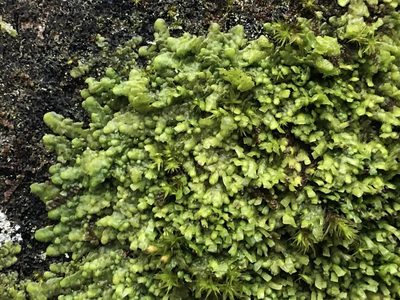 Radula complanata, photographed by Jason Grant