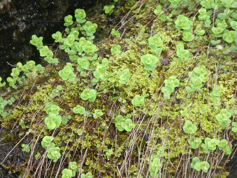 Hypericum nummularium, photographed by Bastien Alegot